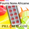 African Black Ant 18
